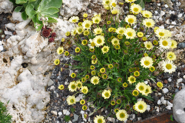 Erigeron flettii