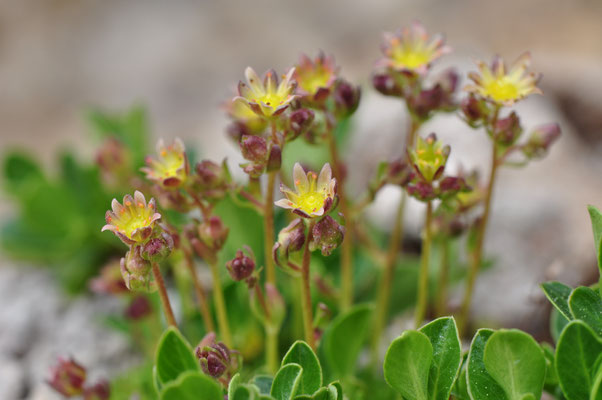 saxifraga moschata