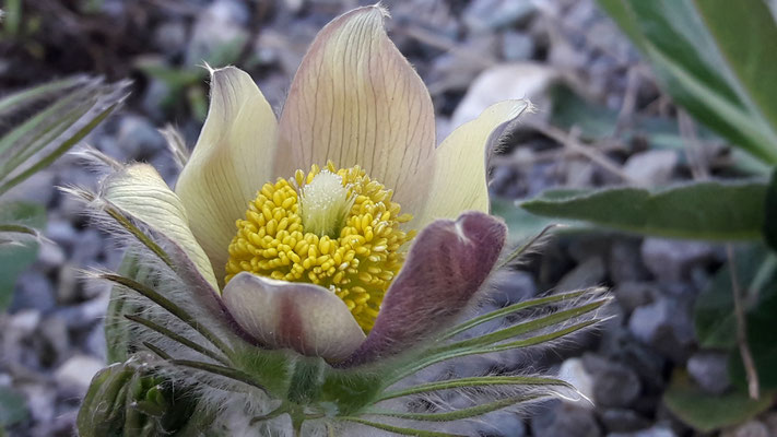 Pulsatilla patens ssp flavescens  