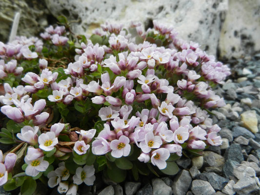 Aethionema oppostitifolium