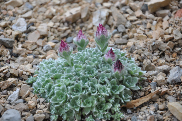 Helichrysum Milfordiae 