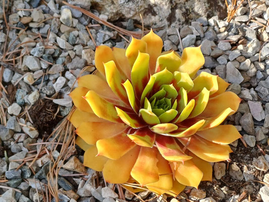 Sempervivum