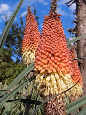 Kniphofia caulescens  