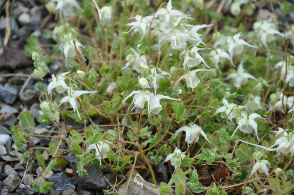 Epimedium grandiflorum var. higoense Elfenblume   