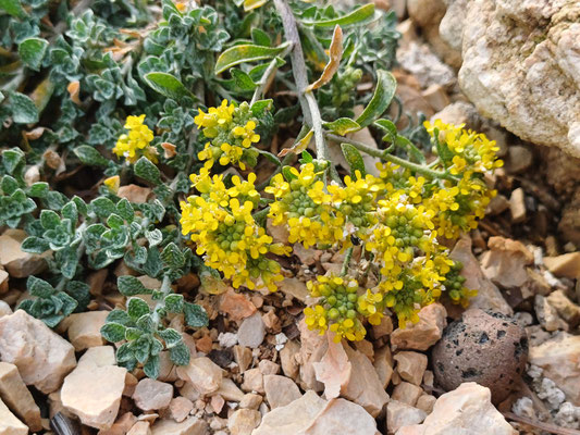 Alyssum montanum var pluscanescens     