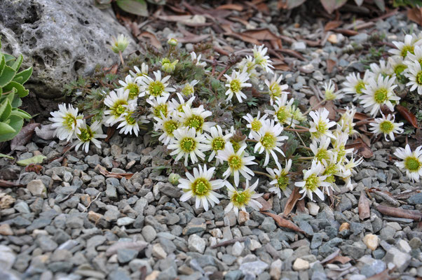 Callianthemum anemonoides 