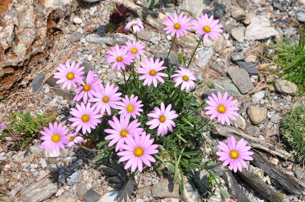 osteospermum
