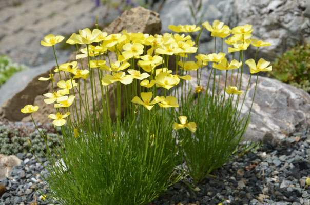 Eschscholzia lobbil Kalifornischer Mohn