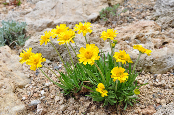 Tetraneuris scaposa  