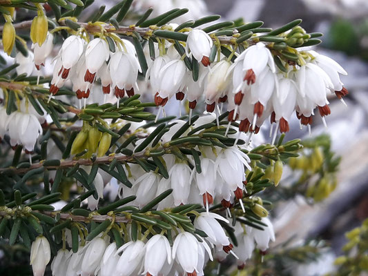 Erica  carnea alba