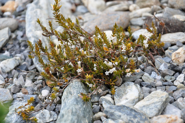 Leucopogon ericoides 