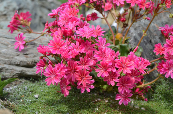 Lewisia Cotyledon