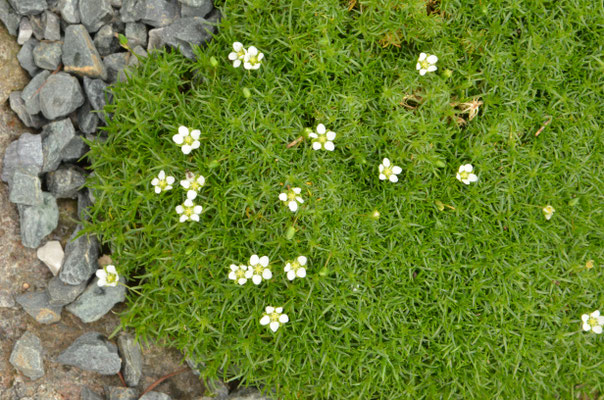 Sagina subulata