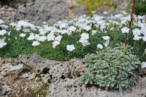 Dianthus La bourboule Blanche