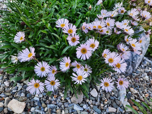 Erigeron leiomerus