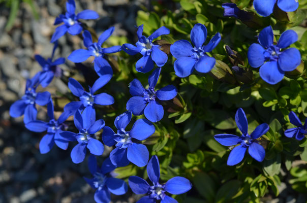 Gentiana verna