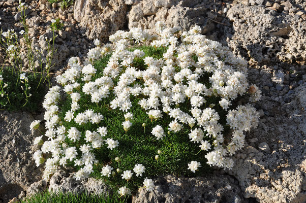 Armeria caespitosa alba