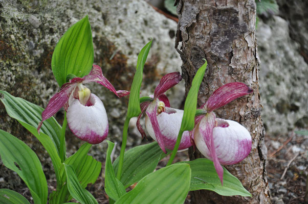 Cypipedrium Gisela