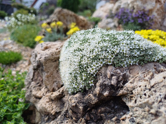 Arenaria lithops