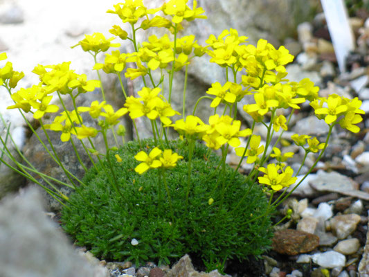 Draba brunifolia -Hungerblümchen 