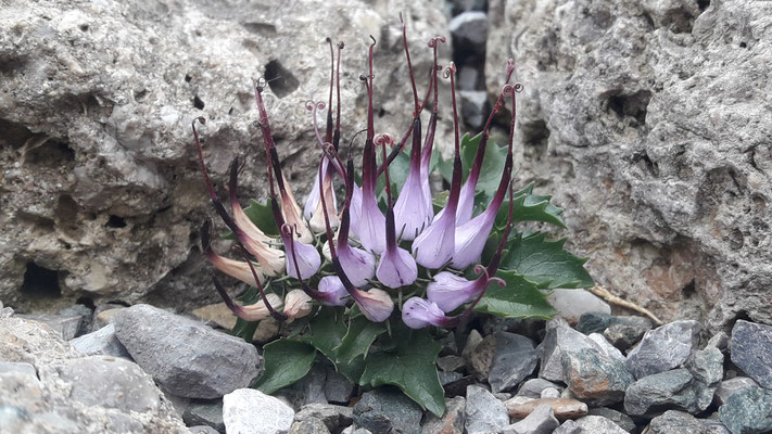 Physoplexis comosa