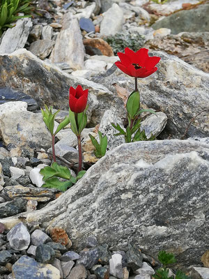 anemone pavonina  