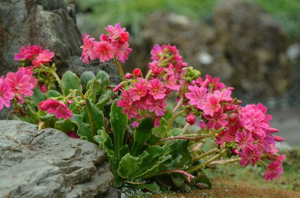 Lewisia Cotyledon