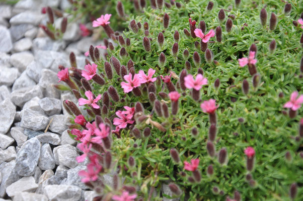 Saponaria  pulvinaris 