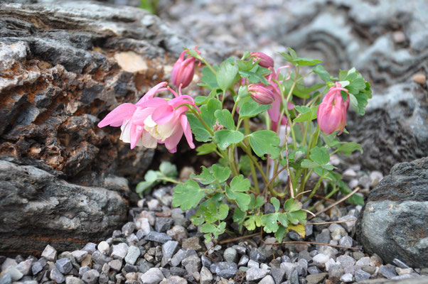 Aquilegia flabellata cameo rosa 