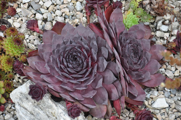 Sempervivum