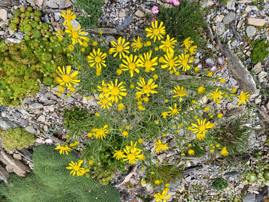 Hymenoxis subintegra  