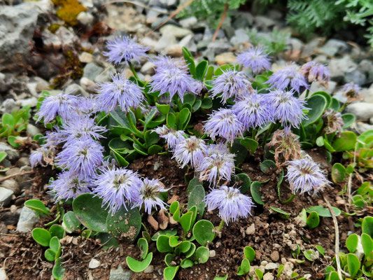 Globularia  incanescens