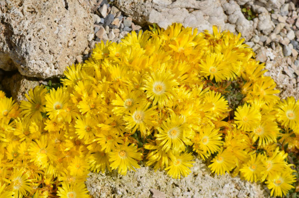 Delosperma