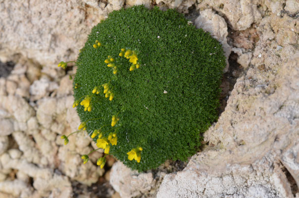 Draba bryoides 