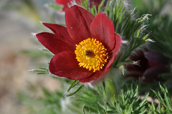 Pulsatilla vulgaris rubin