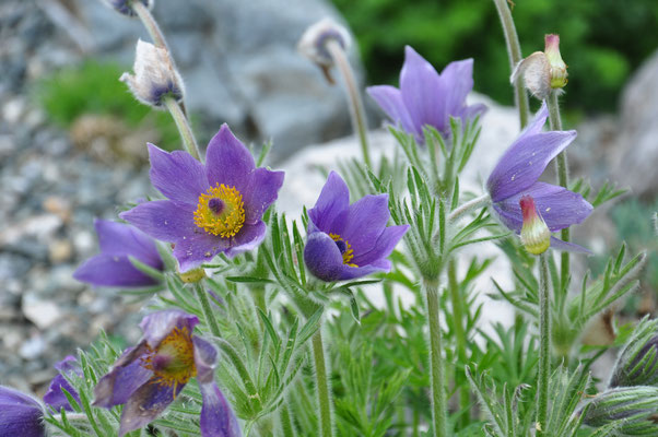 Pulsatilla vernalis