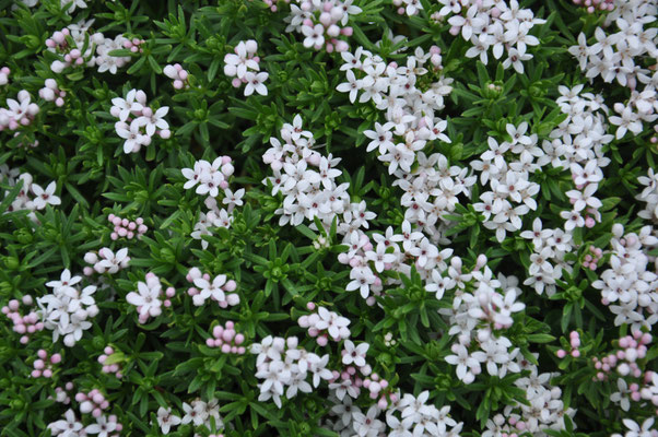 Asperula  sintensii