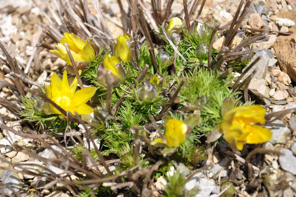 Adonis vernalis 