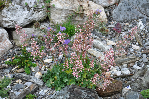 Heuchera puchella 