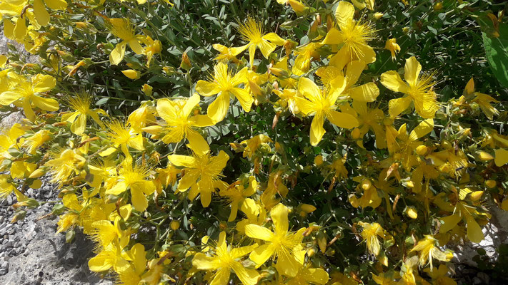 Hypericum  polyphyllum   
