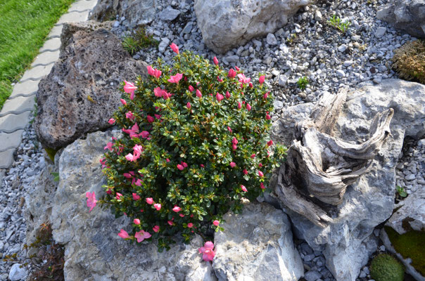 Rhododendron  optusum Anouk