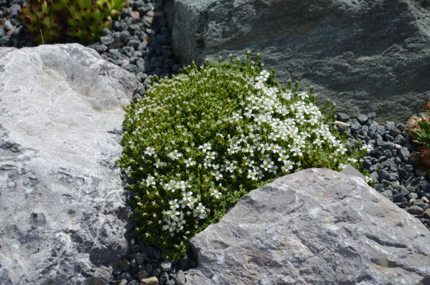 Arenaria Tetraquetra 