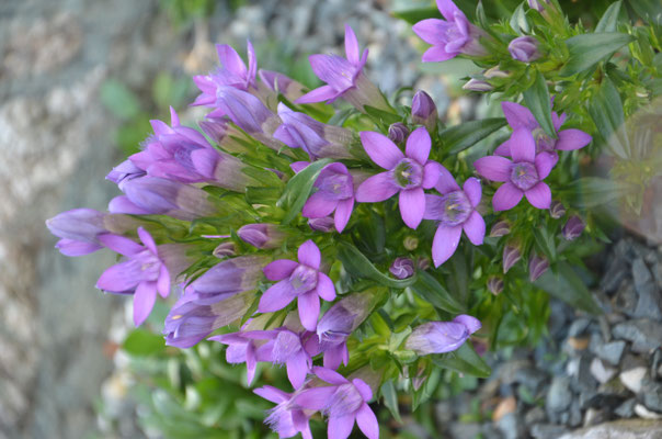 Gentianella  germanica 