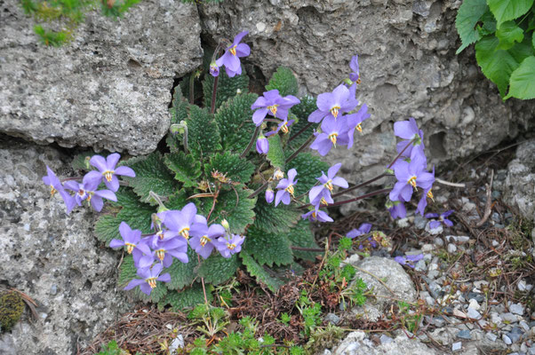 Ramonda myconii