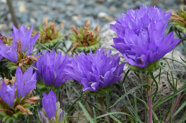 Edraianthus Tenuifolius