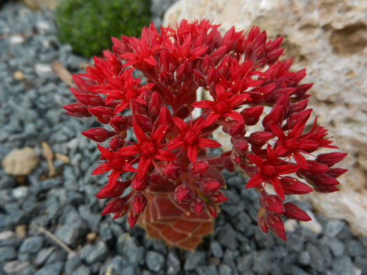 Sedum sempervivoides 