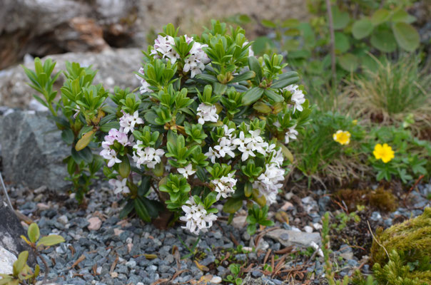 Daphne tangutica 