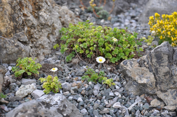 Potentilla rupestris var. pygmaea