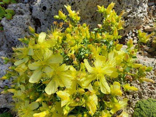 Hypericum olympicum Citrinum