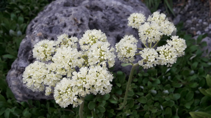 Eriogonum ovalifolium nivea
